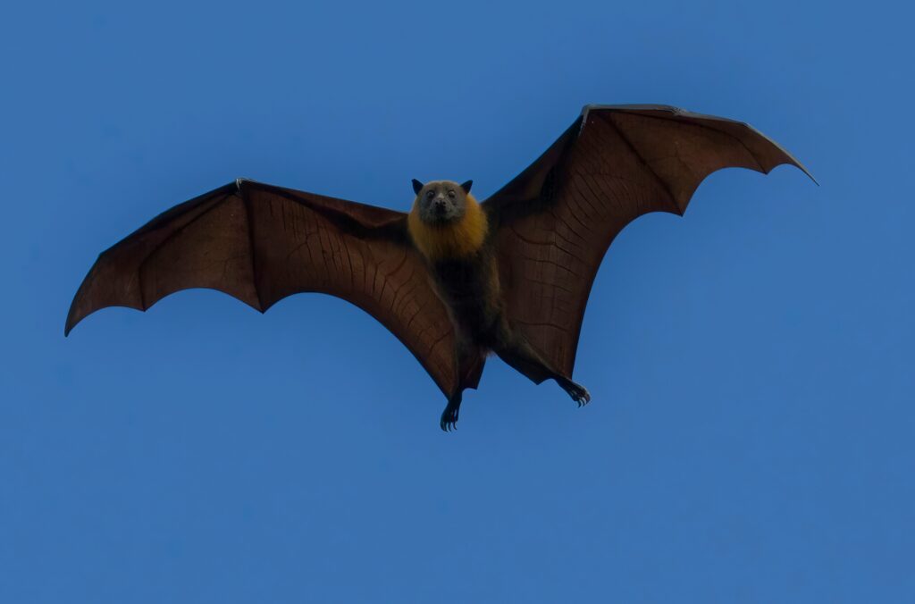 Bat entering house