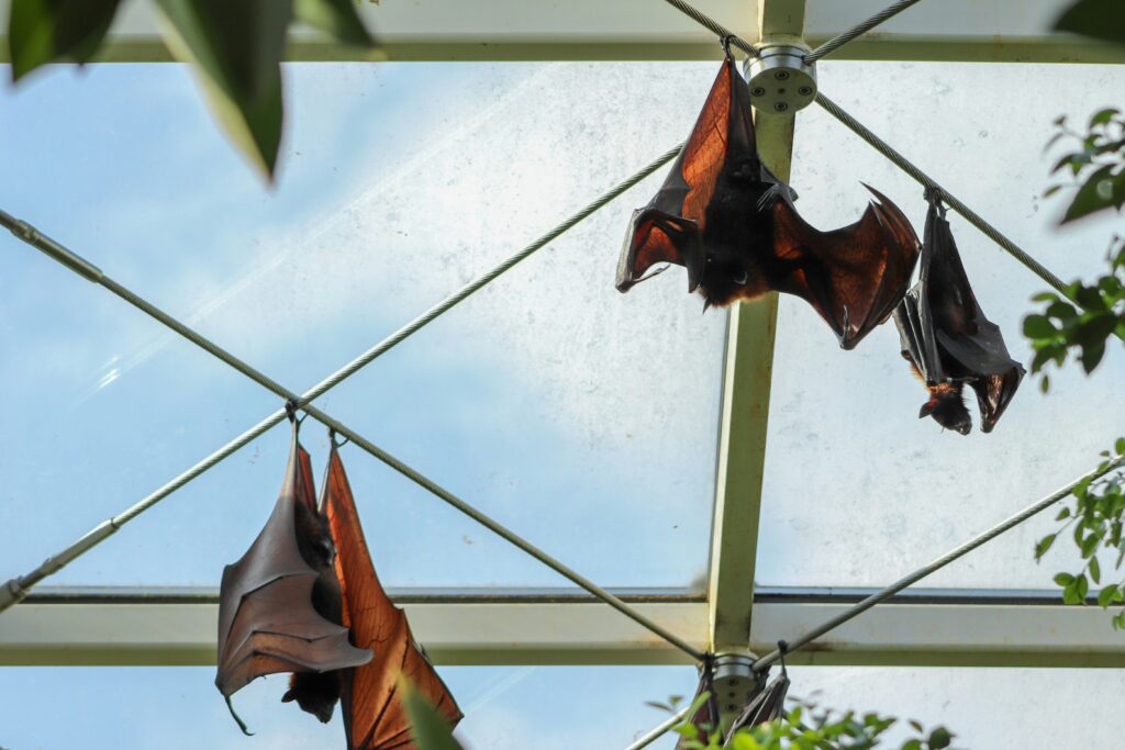 Bat entering house
