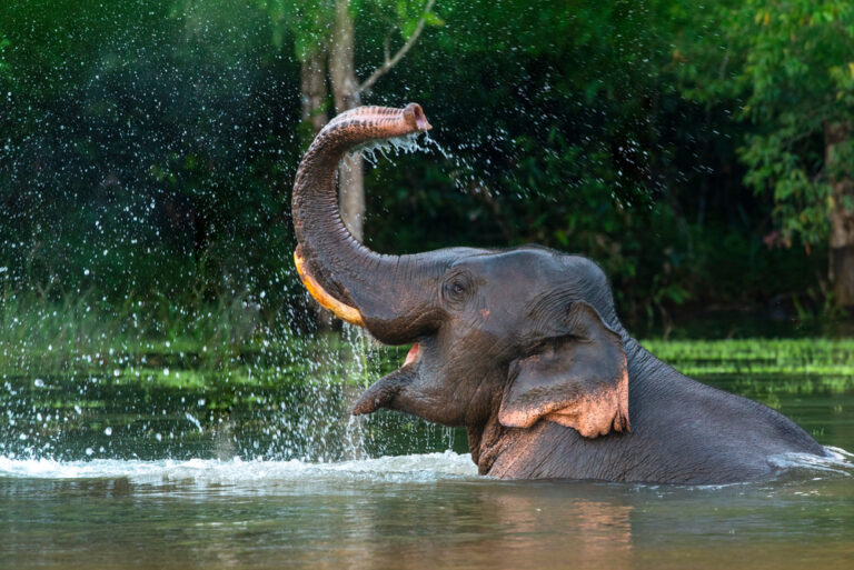 Dreaming of an Elephant? Here’s What It Really Means According to Hinduism