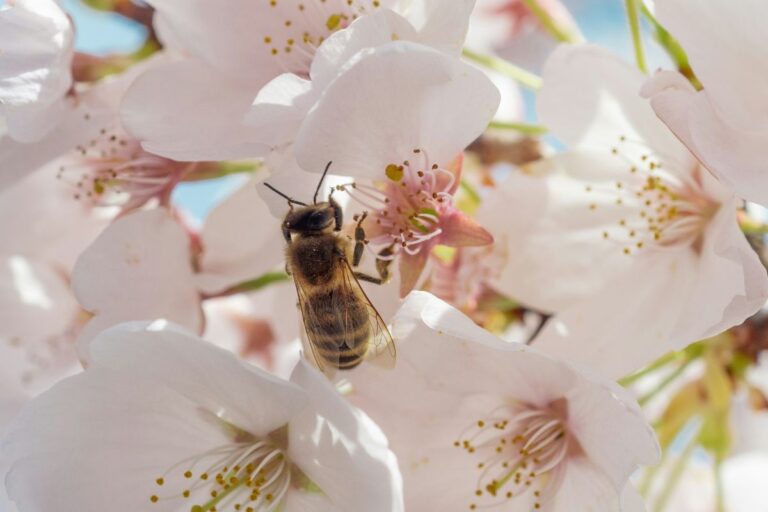 Bees in dreams: Uncover their spiritual meaning and hidden messages