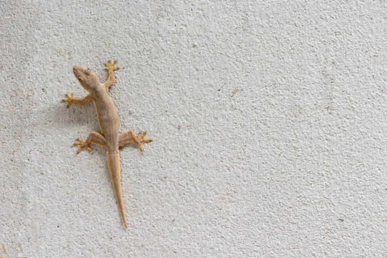 What Happens When a Lizard Lands on You? The Meaning Might Surprise You