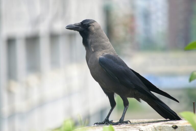 What Does It Mean When a Crow Keeps Coming to Your Balcony?